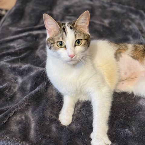 Biscotte- un amour à croquer ! #9