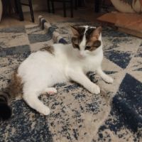 Biscotte- un amour à croquer ! #1