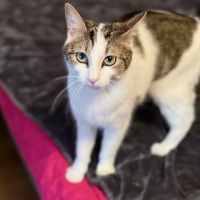 Biscotte- un amour à croquer ! #4