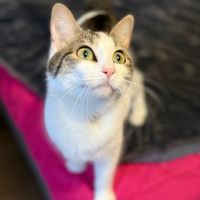 Biscotte- un amour à croquer !