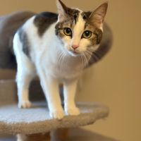 Biscotte- un amour à croquer ! #7