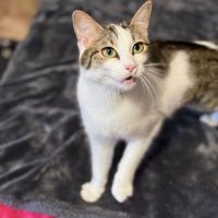 Biscotte- un amour à croquer ! #8