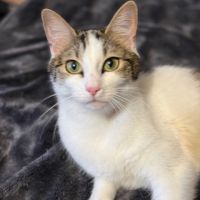 Biscotte- un amour à croquer ! #10