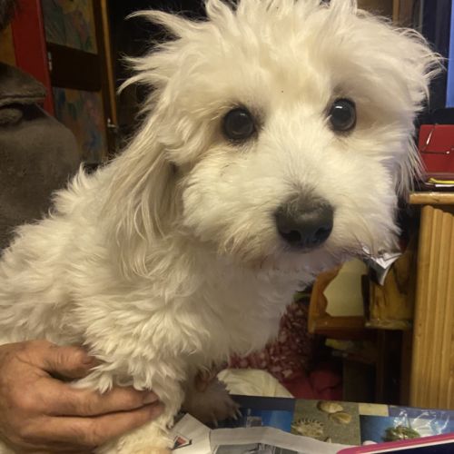 Coton de tulear saillie #1