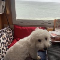 Coton de tulear saillie