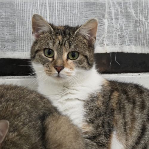 Etoile- junior à câliner #2