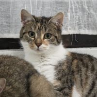 Etoile- junior à câliner #2