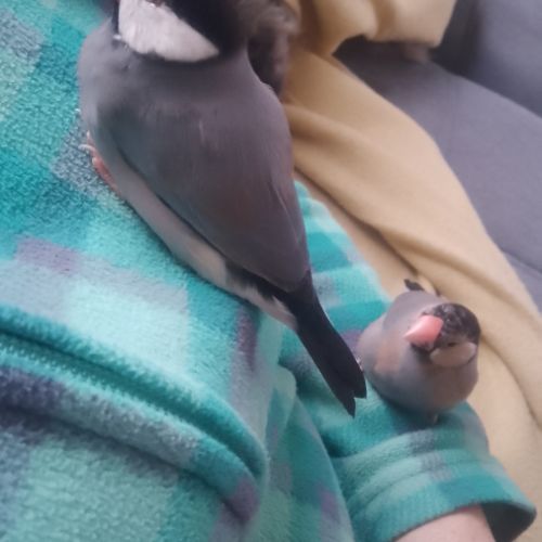 Padda de java eam #0