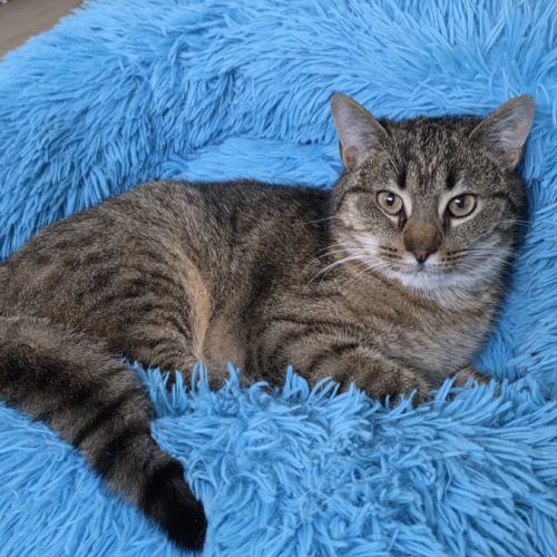 Filouette- adorable junior #1