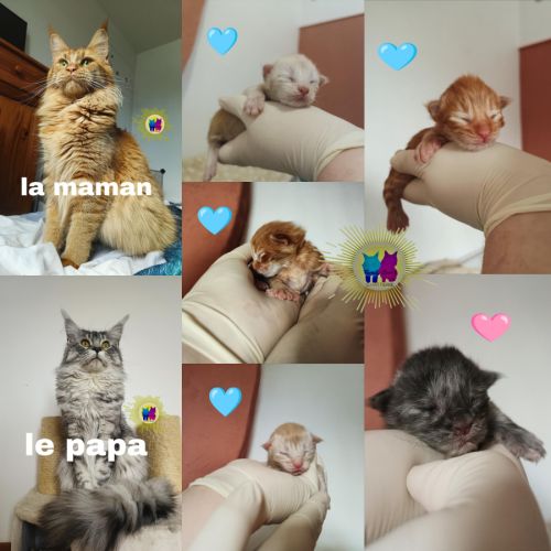 Chaton maine coon #1