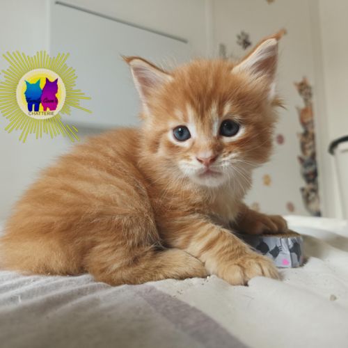 Chaton maine coon #3