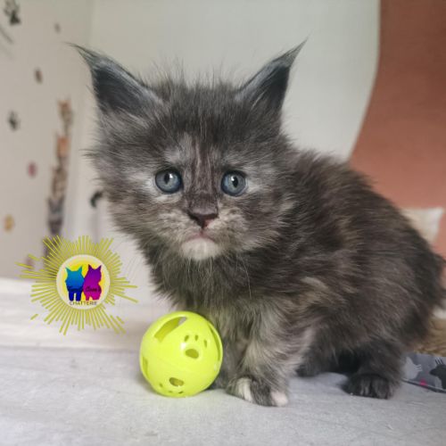 Chaton maine coon #4