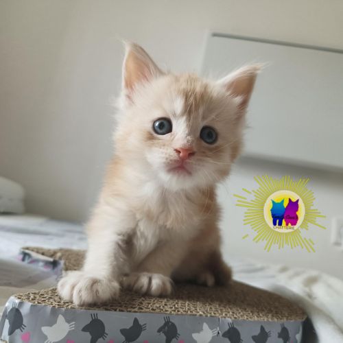 Chaton maine coon #0