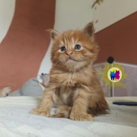 Chaton maine coon #2
