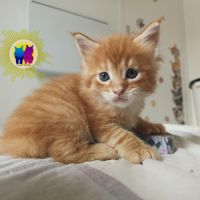 Chaton maine coon #3