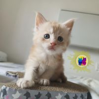 Chaton maine coon