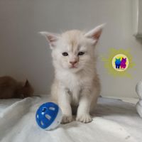 Chaton maine coon #6