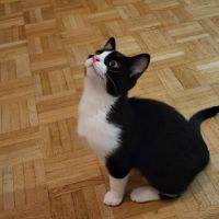 Atom, petit concentré d’énergie et  d'amour #1