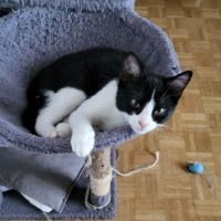 Atom, petit concentré d’énergie et  d'amour #2