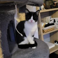 Atom, petit concentré d’énergie et  d'amour #4