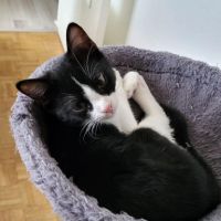 Atom, petit concentré d’énergie et  d'amour #5