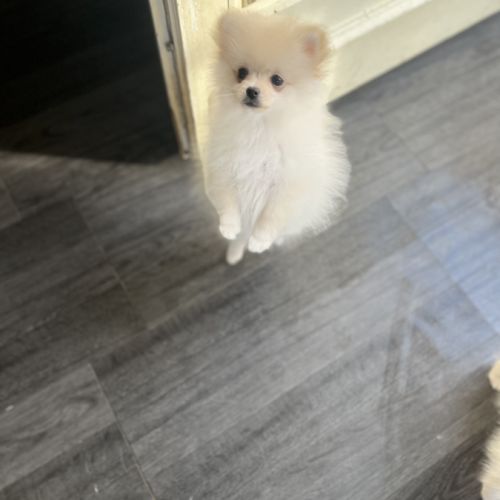 Spitz nain-pomeranien #1