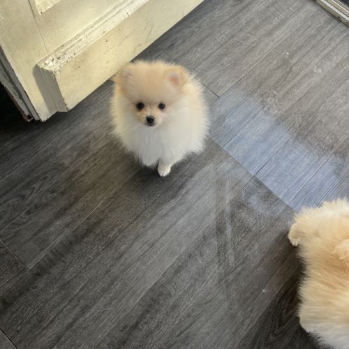 Spitz nain-pomeranien #2