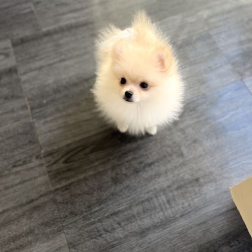 Spitz nain-pomeranien #0