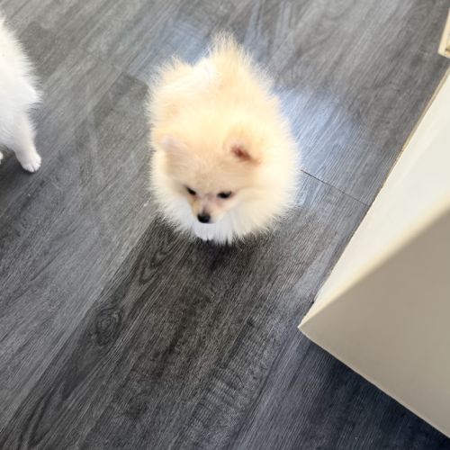 Spitz nain-pomeranien #5