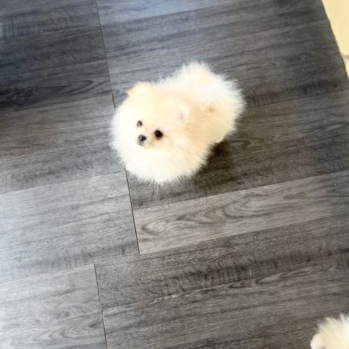 Spitz nain-pomeranien #6