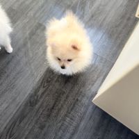 Spitz nain-pomeranien #5