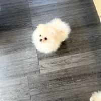 Spitz nain-pomeranien #6