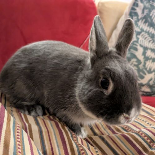 Jeune mâle de 6 mois