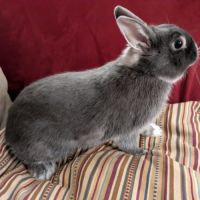 Jeune mâle de 6 mois #2