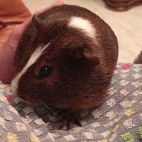 Cochon d'inde marron