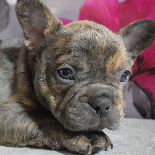 Bouledogue français exotique #1