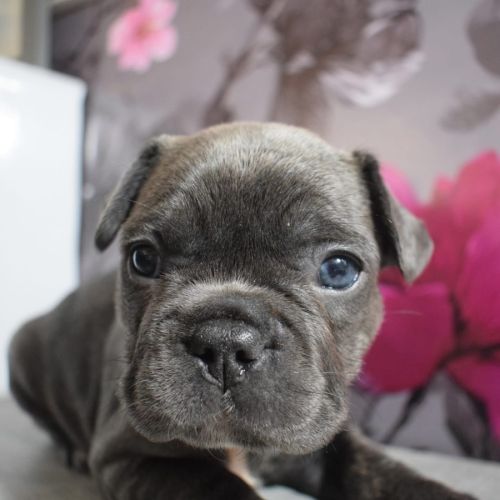 Bouledogue français exotique #0