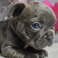 Bouledogue français exotique #3