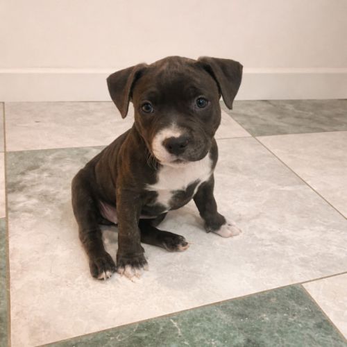 Magnifiques chiots amstaff bleus #0