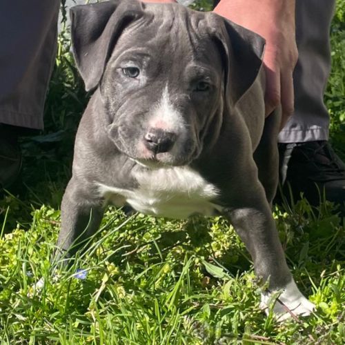 Magnifiques chiots amstaff bleus #3