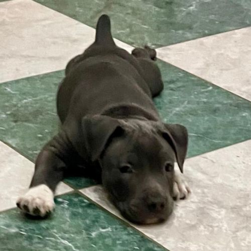 Magnifiques chiots amstaff bleus #4