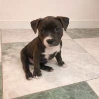 Magnifiques chiots amstaff bleus