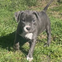 Magnifiques chiots amstaff bleus #2