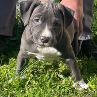 Magnifiques chiots amstaff bleus #3