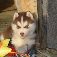 Chiots husky sibérien