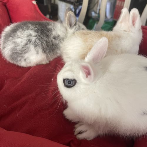 Lapins extras nains de trois mois .