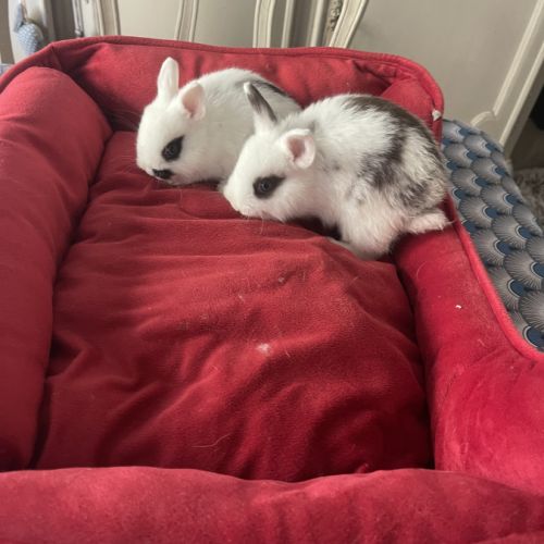 Lapins extras nains de trois mois . #2