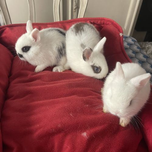 Lapins extras nains de trois mois . #3