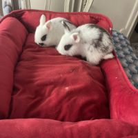 Lapins extras nains de trois mois . #2