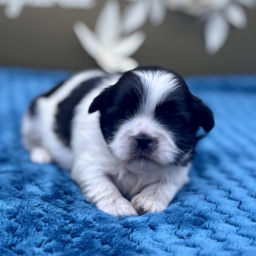 Shih tzu femelle #2